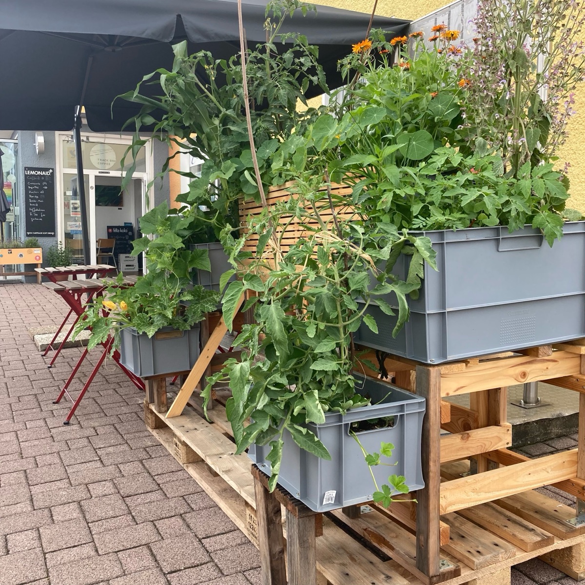 trackonecoffee Instagram